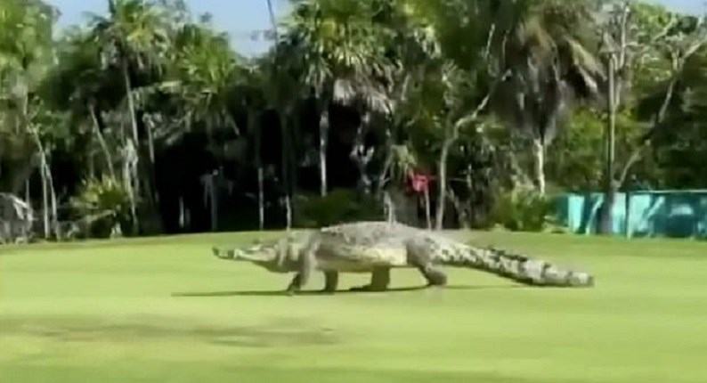 Κροκόδειλος 4,5 μέτρων απολαμβάνει… τον περίπατό του σε γήπεδο γκολφ και προκαλεί πανικό