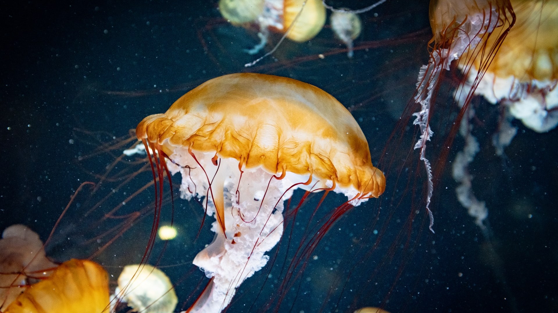 Μέδουσες “κατέλαβαν” παραλίες της Χαλκιδικής – Πού οφείλεται το φαινόμενο