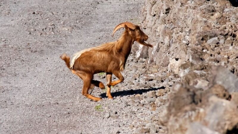 Η Χαβάη βάζει σε λαχειοφόρο αγορά 700 κατσίκες “εισβολείς”