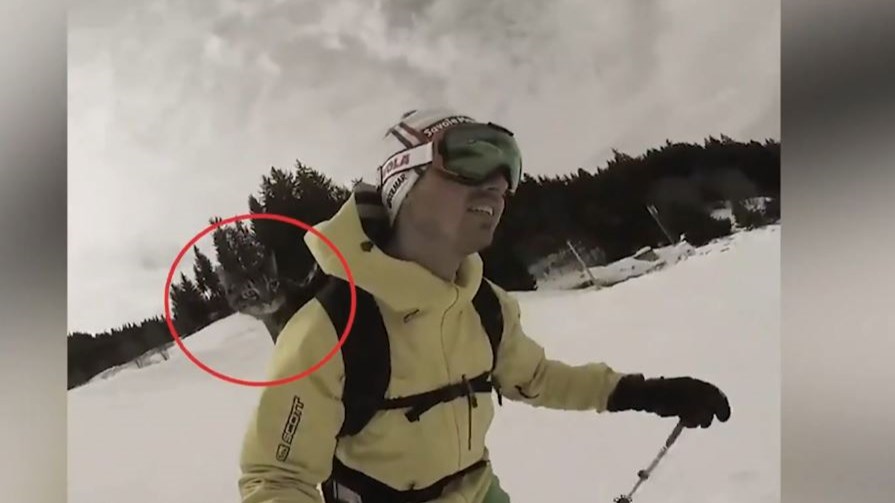 Viral: Αυτή είναι η πιο τολμηρή γάτα στον κόσμο – ΒΙΝΤΕΟ