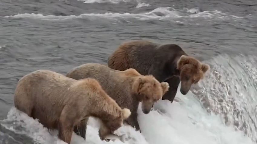 Επικό ΒΙΝΤΕΟ: Αυτό είναι το βλέμμα της… νηστικής αρκούδας