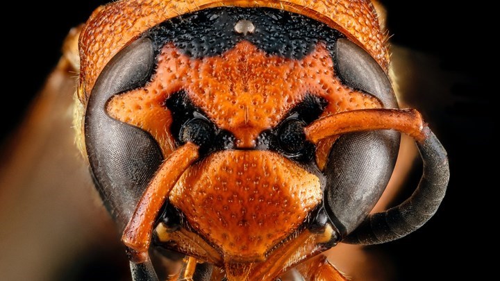 Πέθανε από τσίμπημα σφήκας που είχε φωλιάσει στη μηχανή αυτοκινήτου