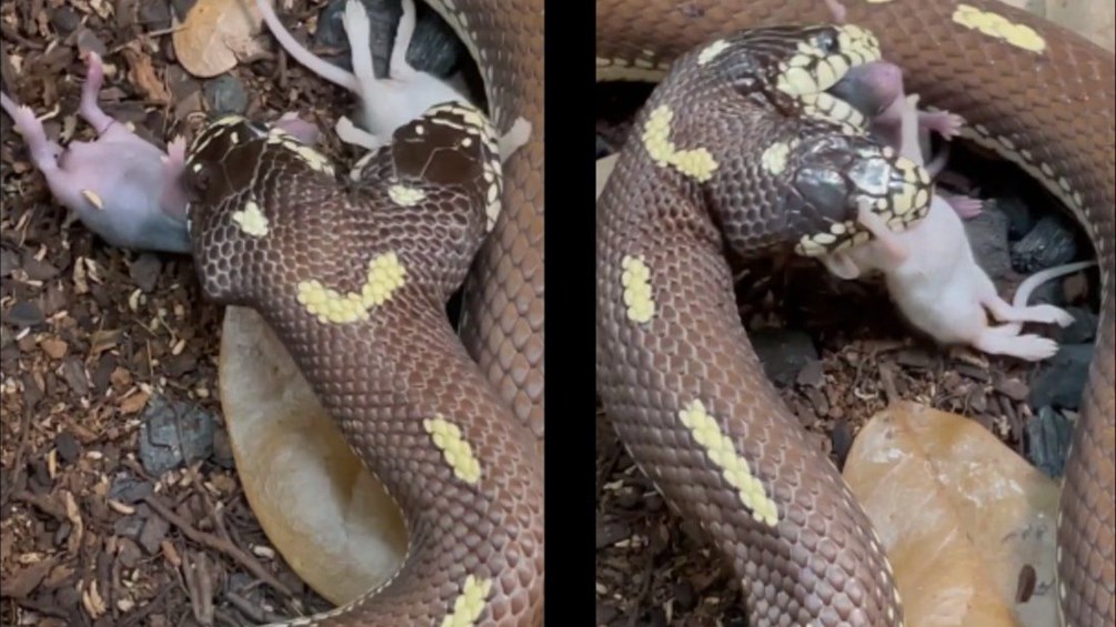 Δικέφαλο φίδι καταβροχθίζει συγχρόνως δύο ποντίκια – Τρομακτικό ΒΙΝΤΕΟ