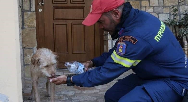 Φωτιά στην Αχαΐα: Τι λέει ο πυροσβέστης με το σκυλάκι που συγκίνησε το πανελλήνιο