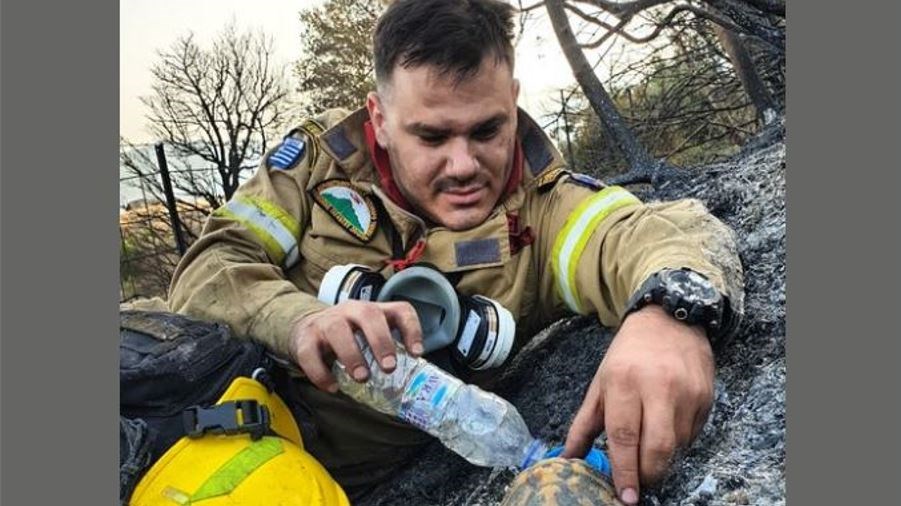 Viral ο πυροσβέστης από τη φωτιά στην Αχαΐα – Δίνει νερό σε χελώνα μέσα στα καμένα – ΦΩΤΟ