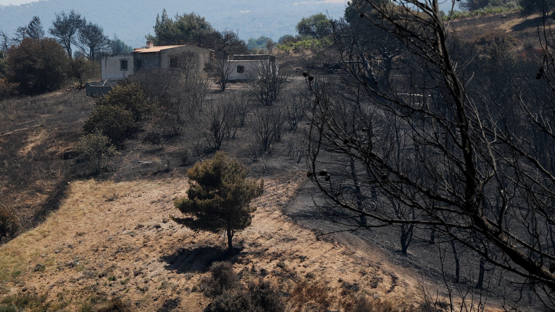 Φωτιές στην Ελλάδα: Υποχρεωτικά αναδασωτέες όλες οι καμένες εκτάσεις σύμφωνα με την ΠΝΠ