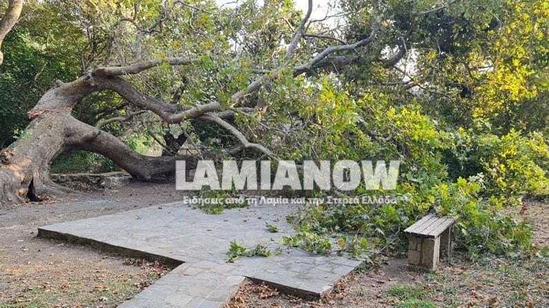 Είχαν τύχη “βουνό” στη Φθιώτιδα – Πλάτανος κόπηκε στα δύο και καταπλάκωσε μηχανάκια