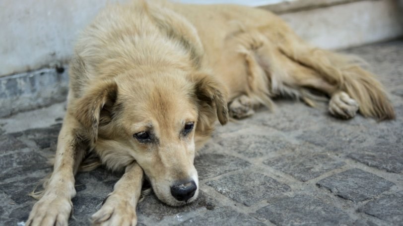 Εντοπίστηκε ο δράστης που πυροβόλησε και σκότωσε αδέσποτο σκύλο στο Κιλκίς