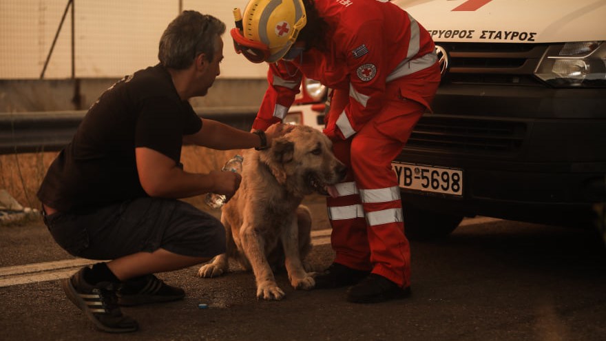 Συγκλονιστικές εικόνες στη Βαρυμπόμπη: Έσωσαν σκύλο από τις φλόγες