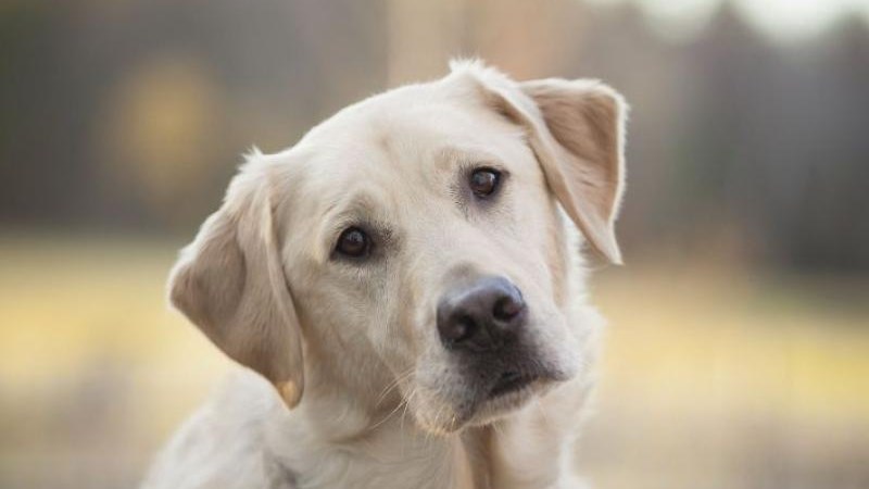 Ελεύθερος με περιοριστικούς όρους ο 72χρονος που σκότωσε τον σκύλο στο Κιλκίς – Τι είπε στην απολογία του