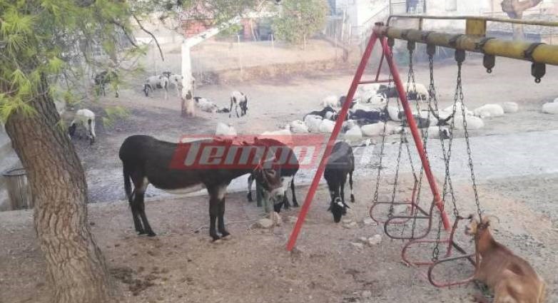 Φωτιά στην Ηλεία: Μετέφεραν τα ζώα στο προαύλιο του σχολείου για να μην καούν ζωντανά – ΦΩΤΟ