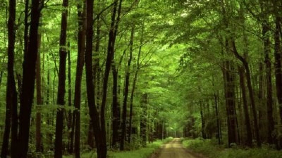 Φωτιές: Απαγορεύεται η μετακίνηση σε δάση και άλση – Η ΠΝΠ με τις κυρώσεις και τα πρόστιμα