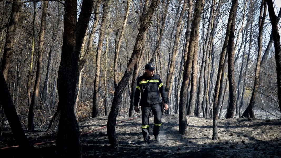 Δύο προσαγωγές για τις φωτιές σε Κρυονέρι και Φωκίδα