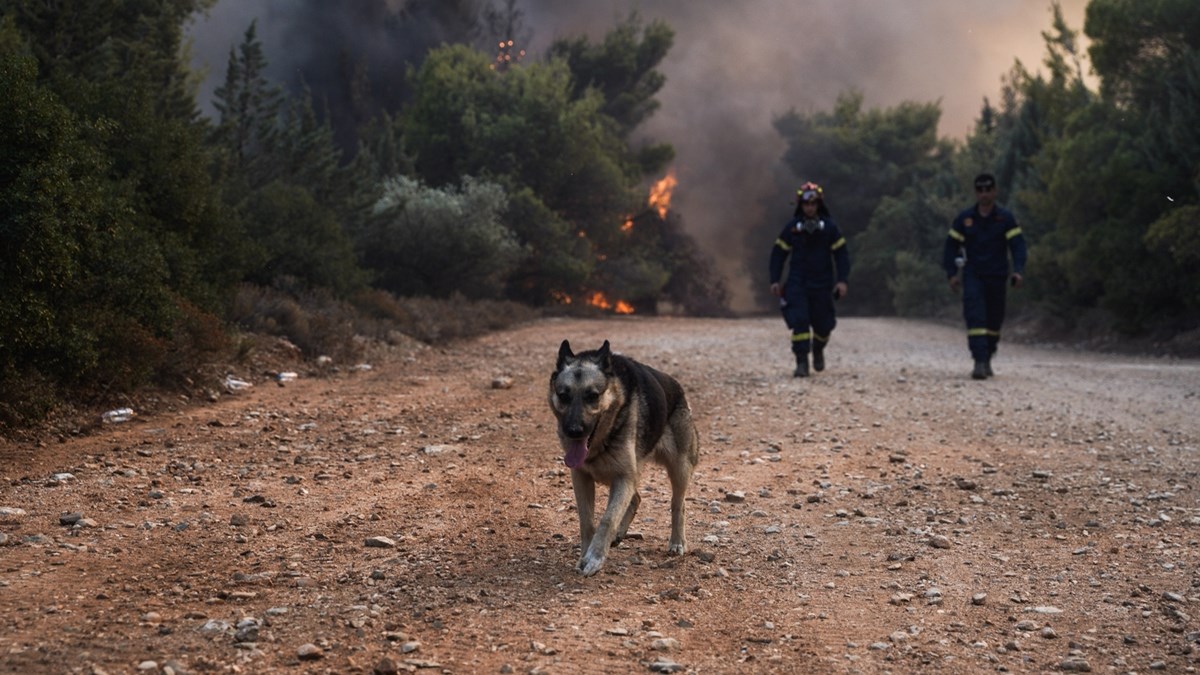 Αναζωπυρώθηκε η φωτιά στη Βαρυμπόμπη – Νέο μήνυμα του 112 για εκκένωση