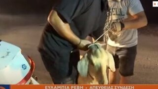 Φωτιά στον Άγιο Στέφανο: Εθελοντές έσωσαν κατσικάκι από τις φλόγες