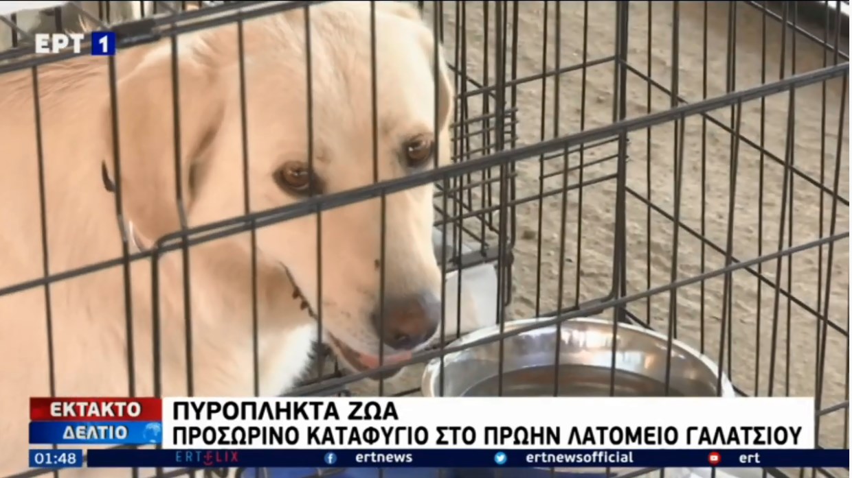 Πυρόπληκτα ζώα: Προσωρινό καταφύγιο στο πρώην λατομείο Γαλατσίου – ΒΙΝΤΕΟ