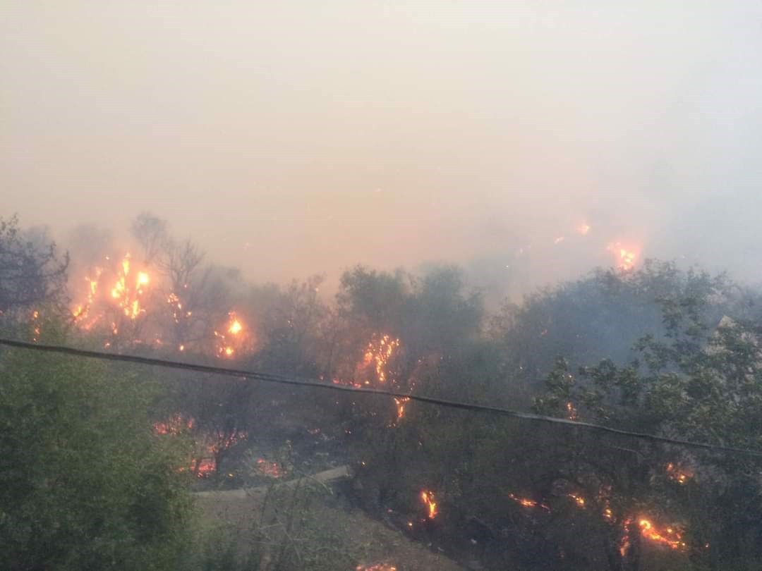 Τέσσερις νεκροί και τρεις τραυματίες από δασικές πυρκαγιές στην Αλγερία – ΒΙΝΤΕΟ