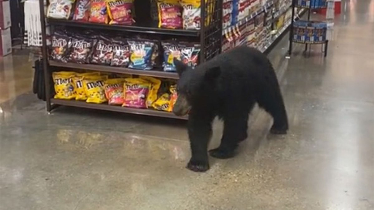 Αρκούδα έκοβε βόλτες σε… σούπερ μάρκετ – Το ΒΙΝΤΕΟ που έγινε viral