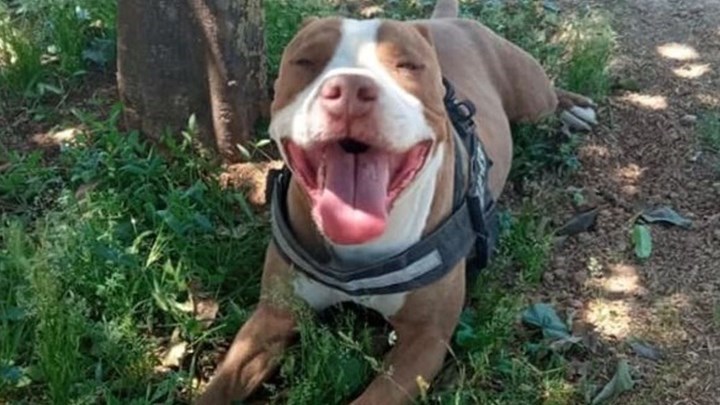 Γαλάτσι: Νέα ανακοίνωση της ΓΑΔΑ για τον αστυνομικό που σκότωσε σκύλο