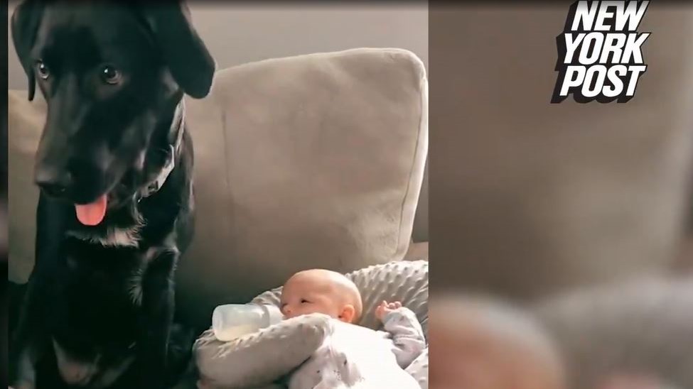 Viral: Αυτός είναι ο πιο… υπερπροστατευτικός σκύλος – ΒΙΝΤΕΟ