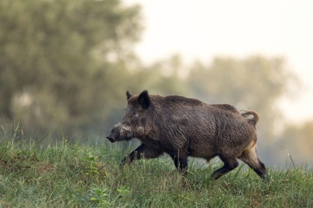 Αγριογούρουνα