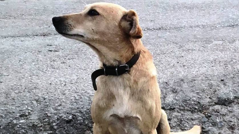 κτηνωδία σκυλος