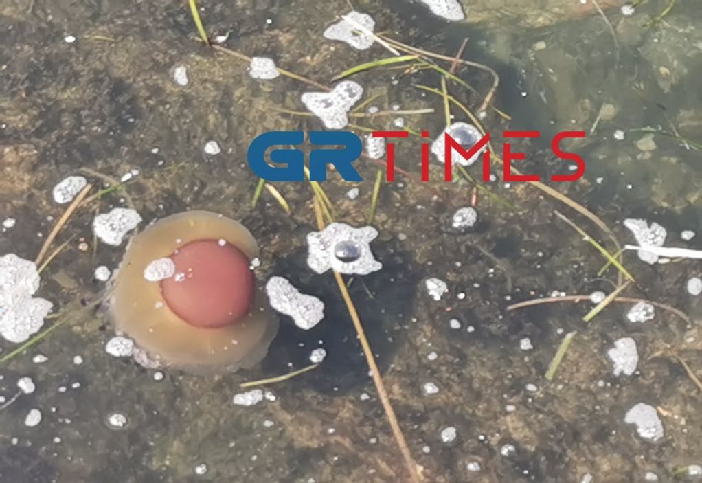 Θεσσαλονίκη: Οι μέδουσες “τηγανητό αυγό” στον Θερμαϊκό