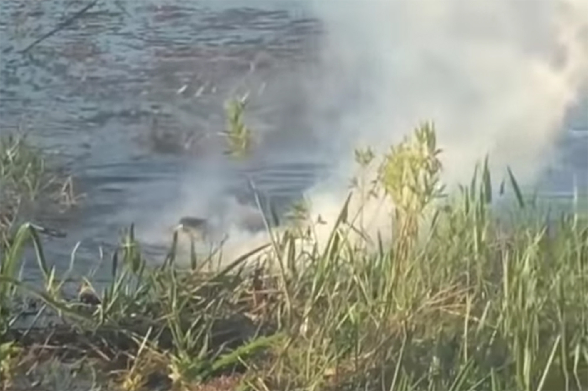 Drone αλιγάτορας viral