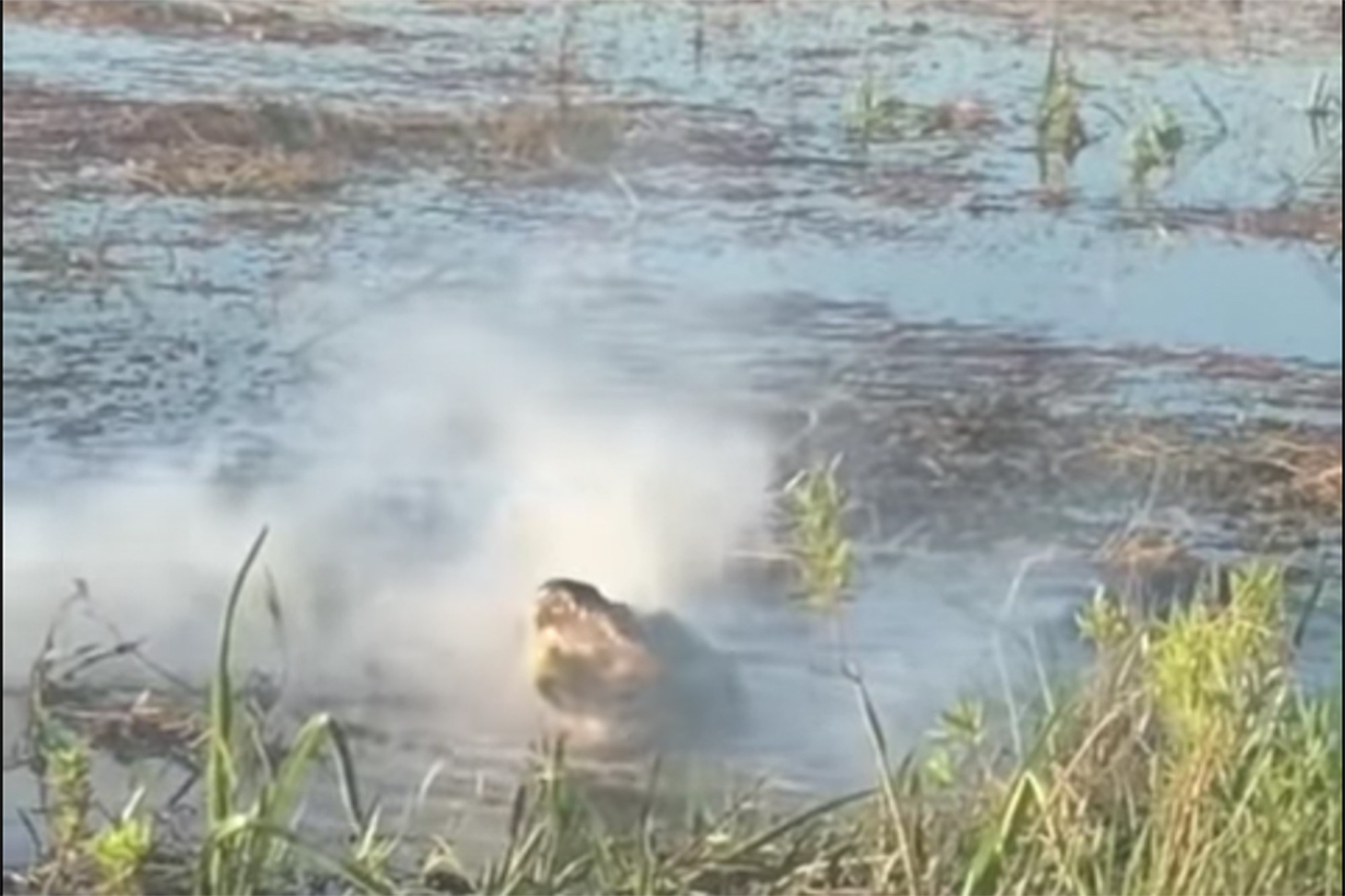 Drone αλιγάτορας viral