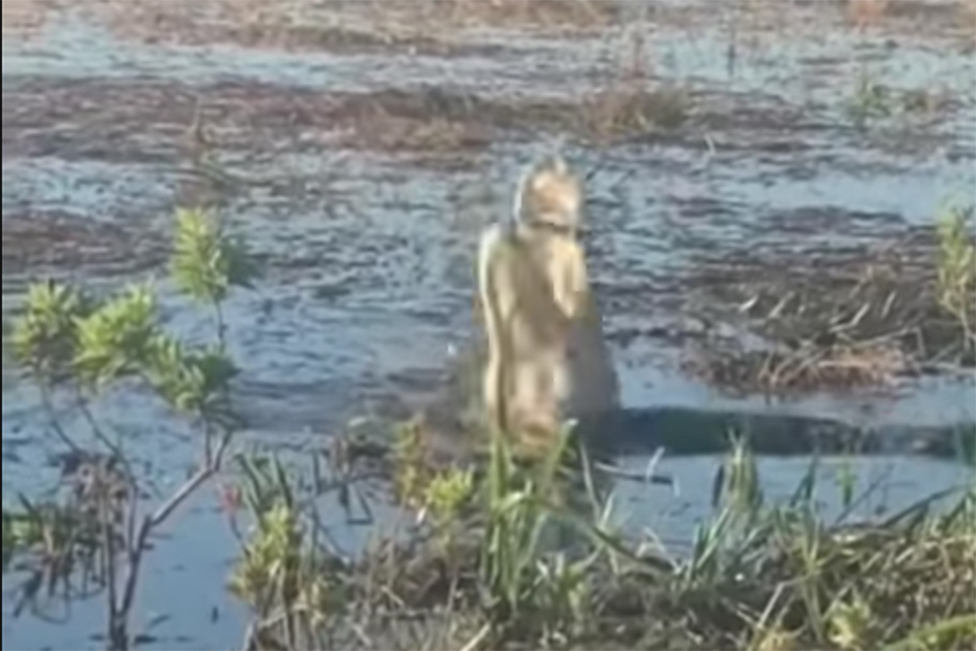 Drone αλιγάτορας