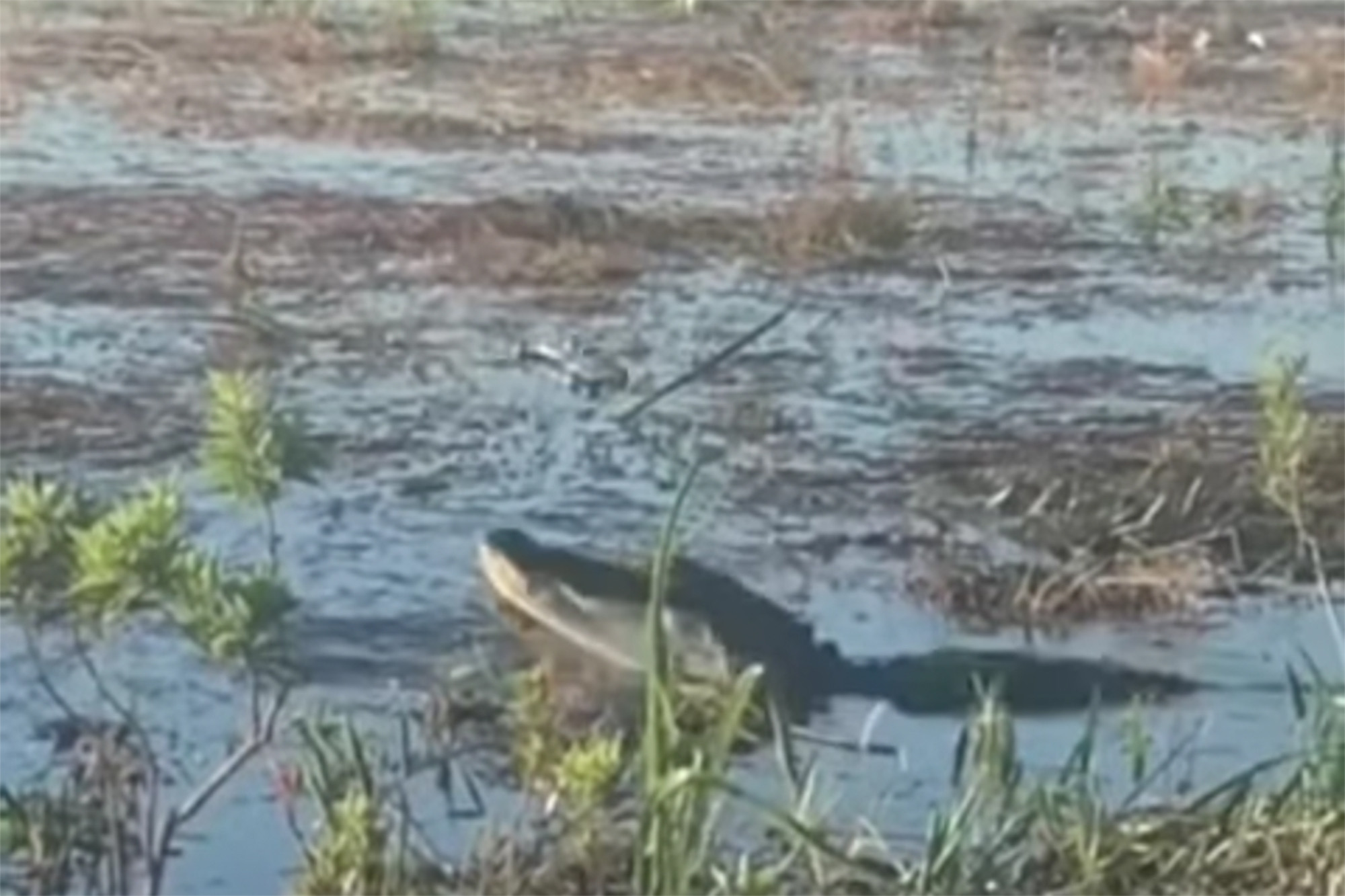 Drone αλιγάτορας viral