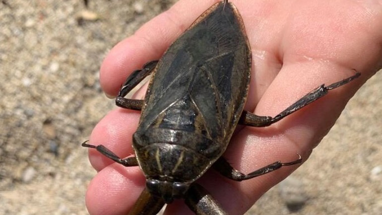 Πάργα: Εμφανίστηκε το μεγαλύτερο δηλητηριώδες υδρόβιο έντομο Λιθόκερος