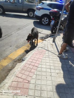 ΜΥΤΙΛΗΝΗ-ΣΚΥΛΟΣ-ΠΑΙΔΙ