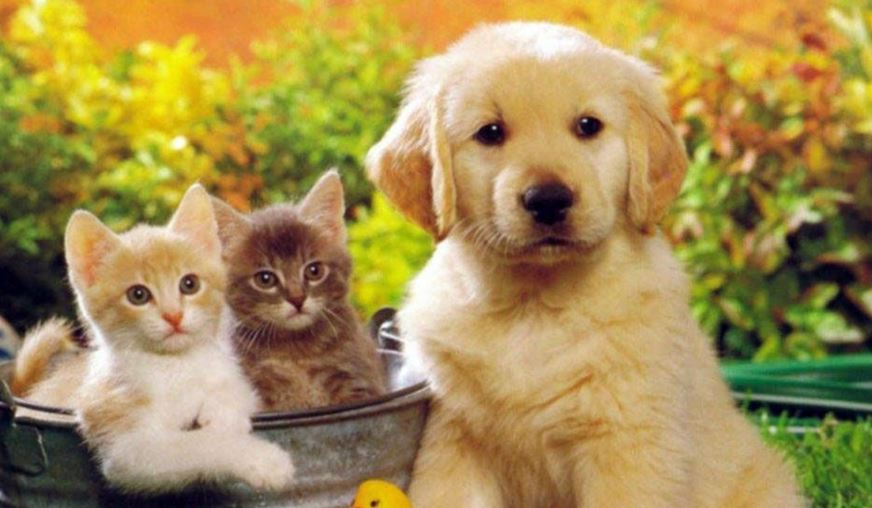 Ζώα συντροφιάς: Στείρωση ή αποστολή DNA προβλέπει το νέο νομοσχέδιο