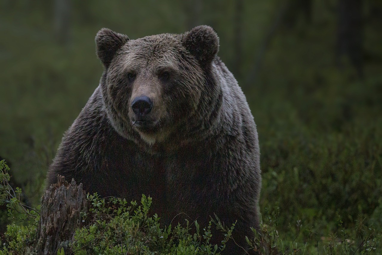 Νυμφαίο Φλώρινας: Οι αρκούδες ετοιμάζονται να βυθιστούν σε χειμερία νάρκη αν και δεν έχει… χιονίσει