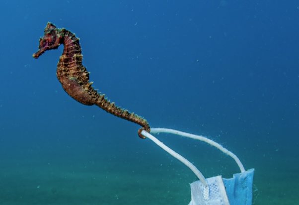 ιππόκαμπος μάσκα