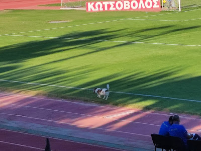 Μυτιλήνη σκύλος γήπεδο