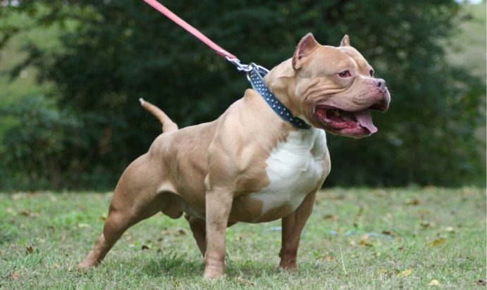 Πίτμπουλ επίθεση