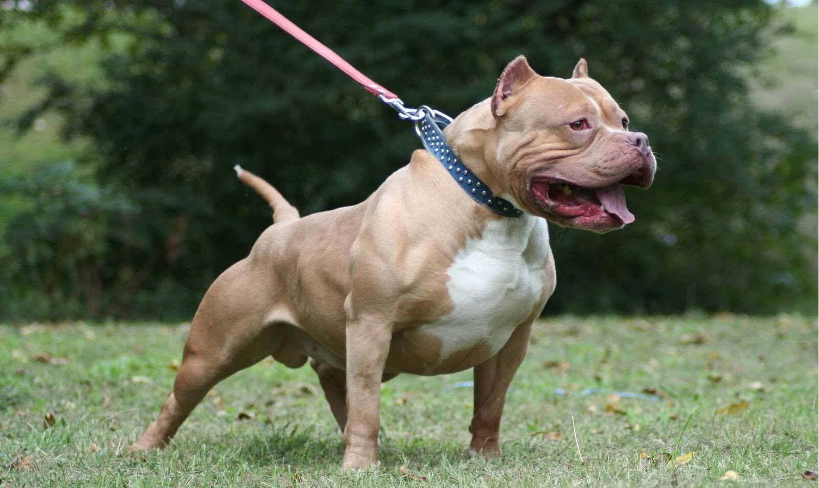 Πίτμπουλ επίθεση