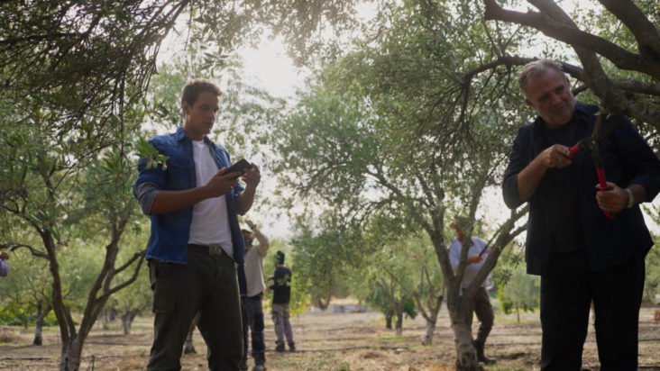 Η Γη της Ελιάς