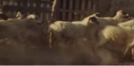 πρόβατα-καμπάνια