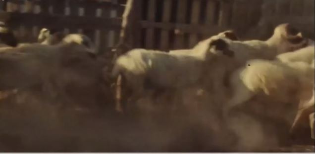 πρόβατα-καμπάνια