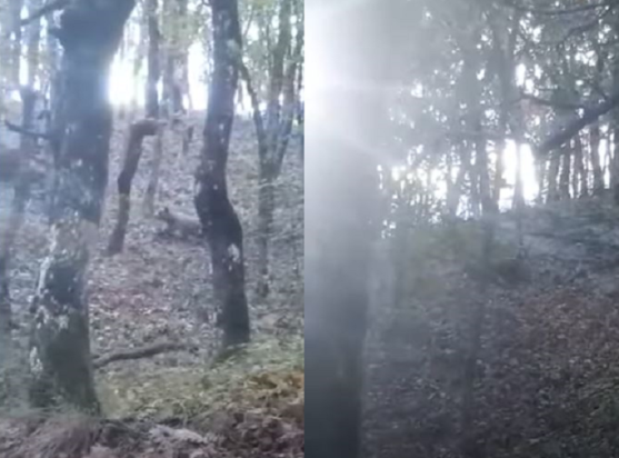 κοζάνη αρκούδα