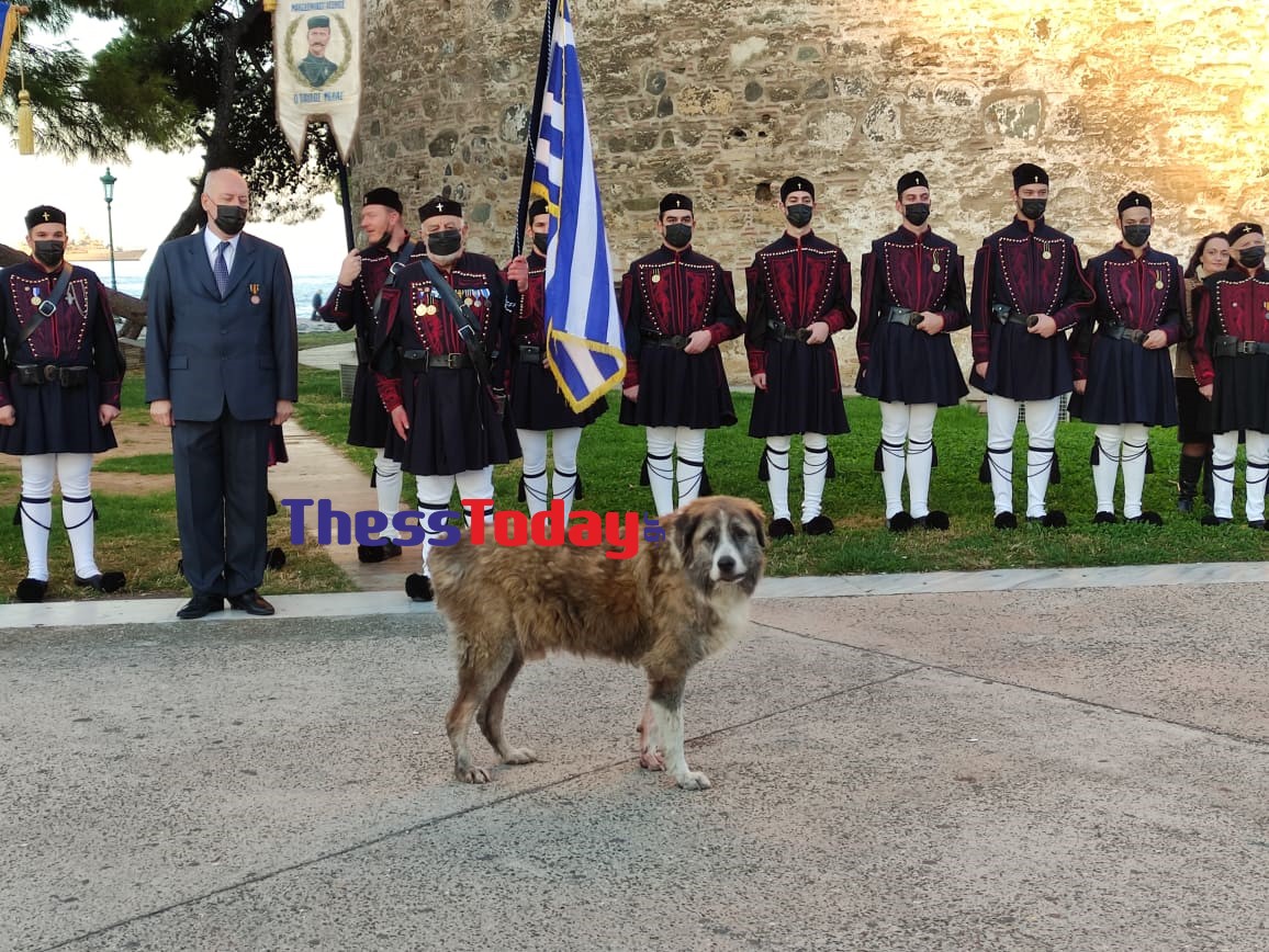 Θεσσαλονίκη-σκύλος