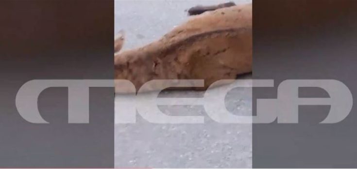 ελάφι - Πάρνηθα