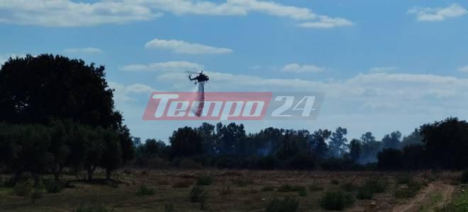 φωτιά άραξος