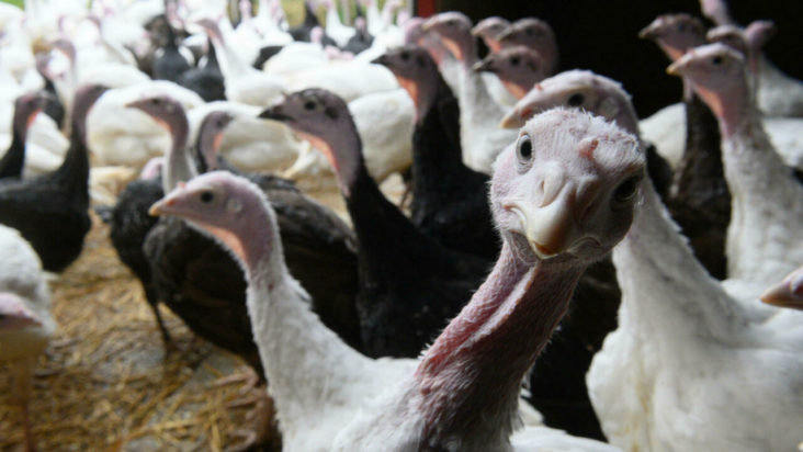 βρετανία γαλοπούλα