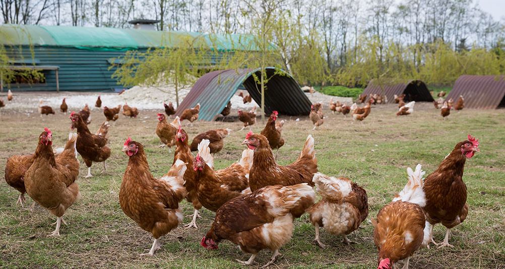 γαλοπούλα βρετανία