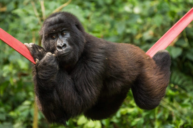 γορίλας αφρική