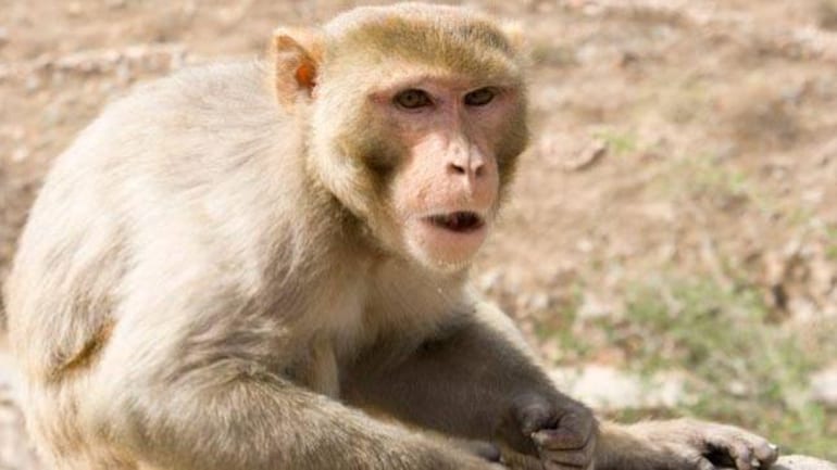 Μαϊμού σκότωσε άνδρα με τούβλο